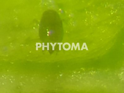 Tetranychus urticae